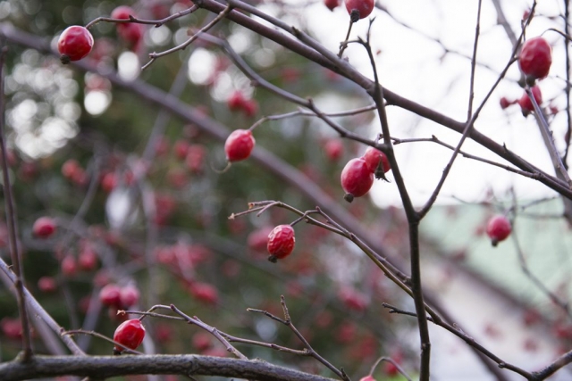 Красоты ранней зимы в Лианозовском парке