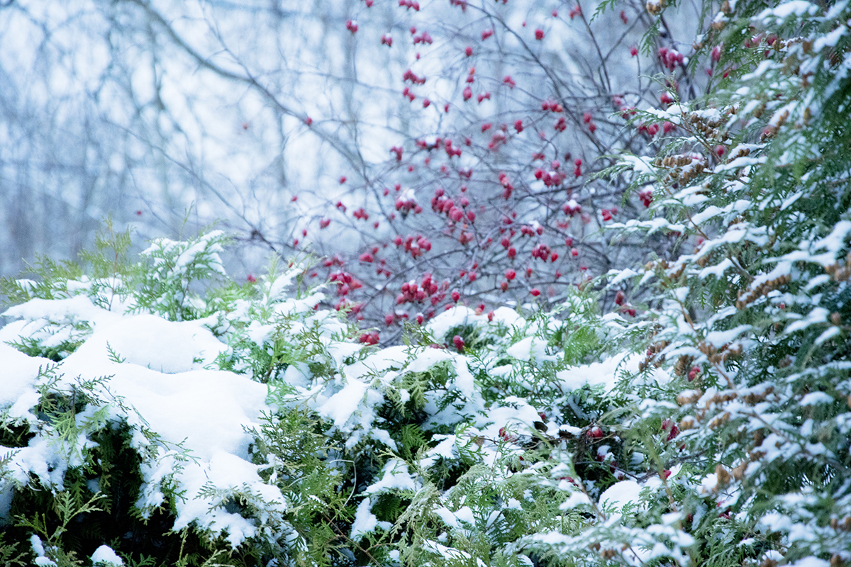 Красоты ранней зимы в Лианозовском парке